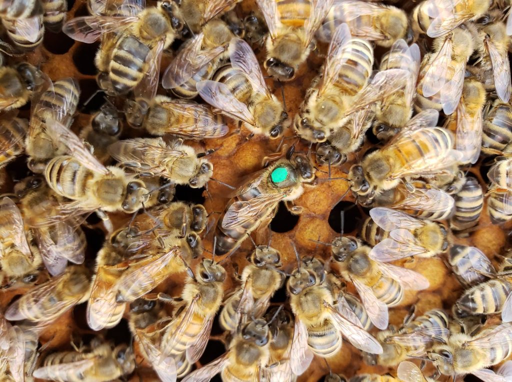 Alberta Queen Bees