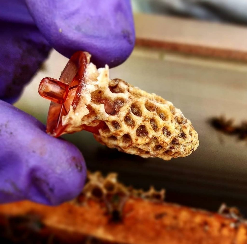 Queen Bees Alberta